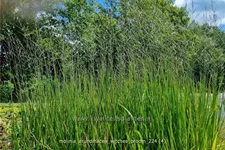 Molinia arundinacea 'Witches Broom'