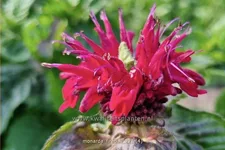 Monarda fistulosa 'Fireball'