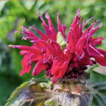 Monarda fistulosa 'Fireball'