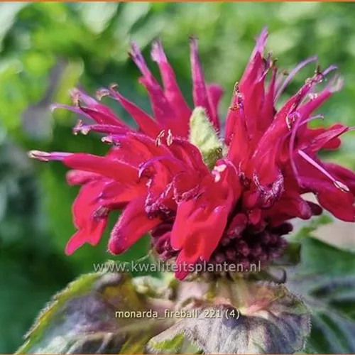 Monarda fistulosa 'Fireball'