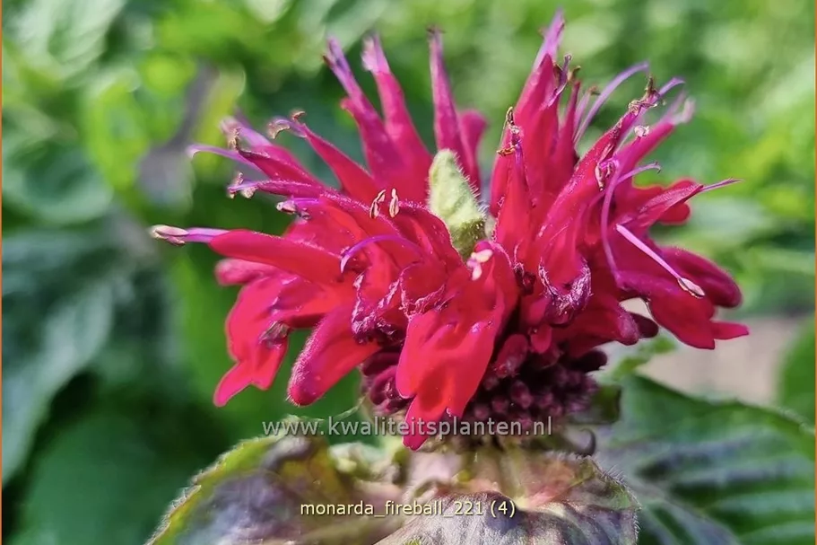 Monarda fistulosa 'Fireball'