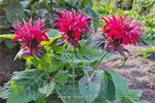 Monarda fistulosa 'Fireball'