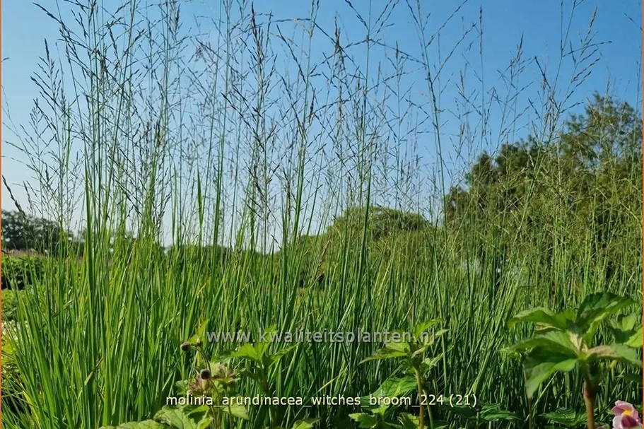 Molinia arundinacea 'Witches Broom'