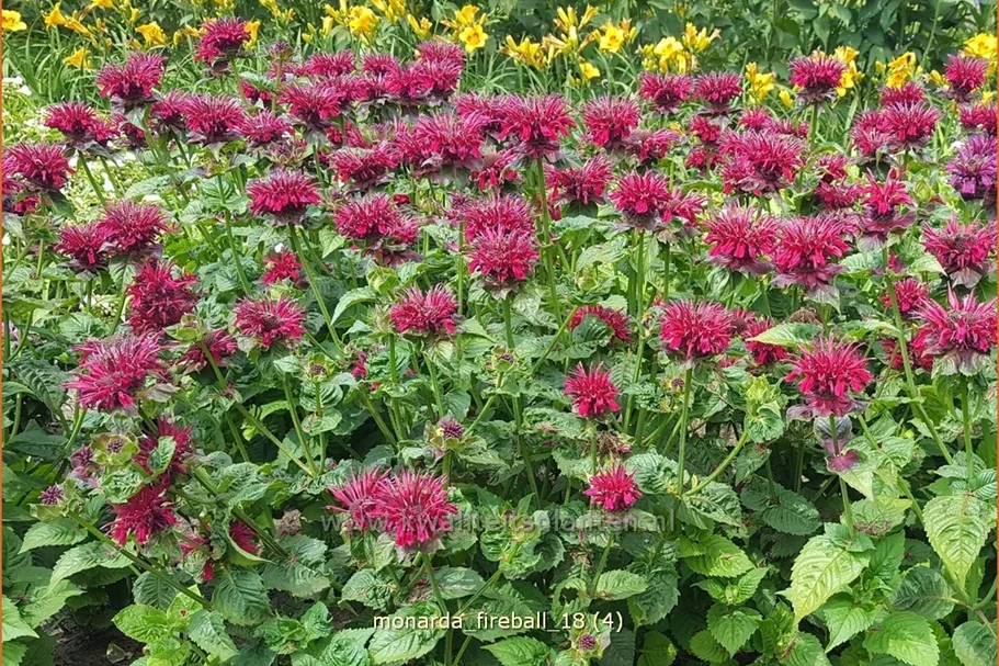 Monarda fistulosa 'Fireball'