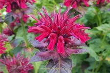 Monarda fistulosa 'Fireball'