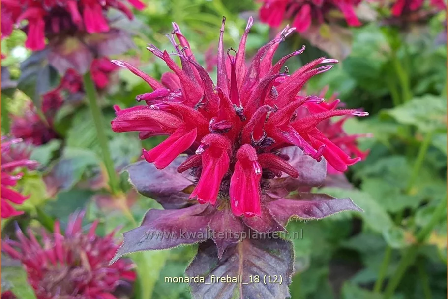 Monarda fistulosa 'Fireball'