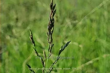 Molinia arundinacea 'Witches Broom'
