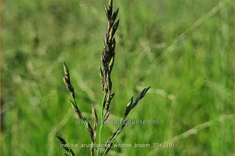 Molinia arundinacea 'Witches Broom'