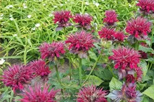 Monarda fistulosa 'Fireball'