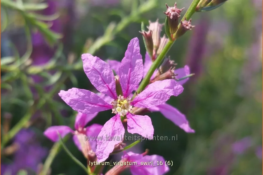 Lythrum virgatum 'Swirl'