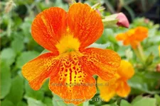 Mimulus cupreus 'Orange Glow'