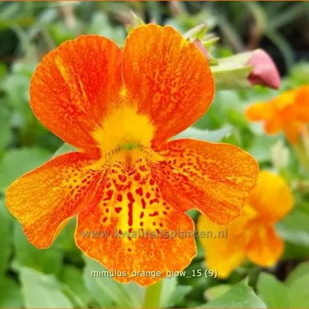 Mimulus cupreus 'Orange Glow'