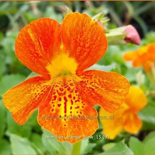 Mimulus cupreus 'Orange Glow'