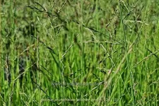 Molinia arundinacea 'Witches Broom'