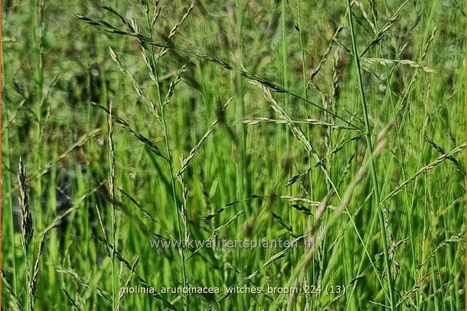Molinia arundinacea 'Witches Broom'