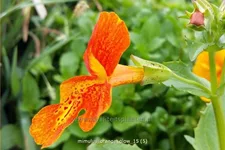 Mimulus cupreus 'Orange Glow'