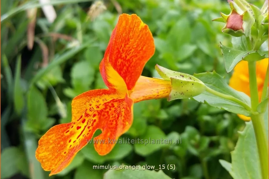 Mimulus cupreus 'Orange Glow'