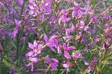 Lythrum virgatum 'Swirl'