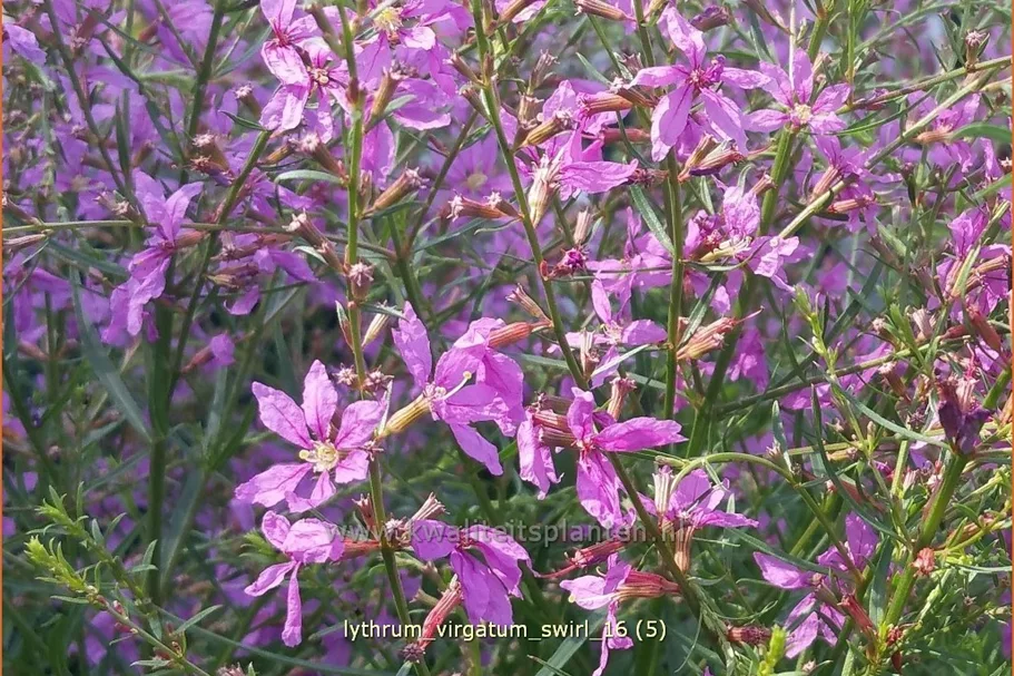 Lythrum virgatum 'Swirl'