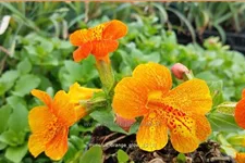 Mimulus cupreus 'Orange Glow'