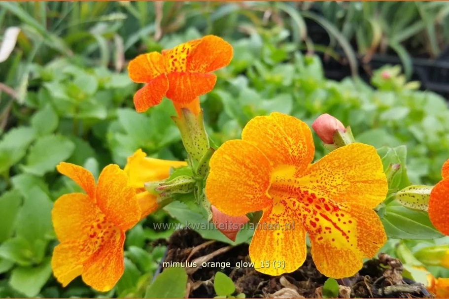Mimulus cupreus 'Orange Glow'