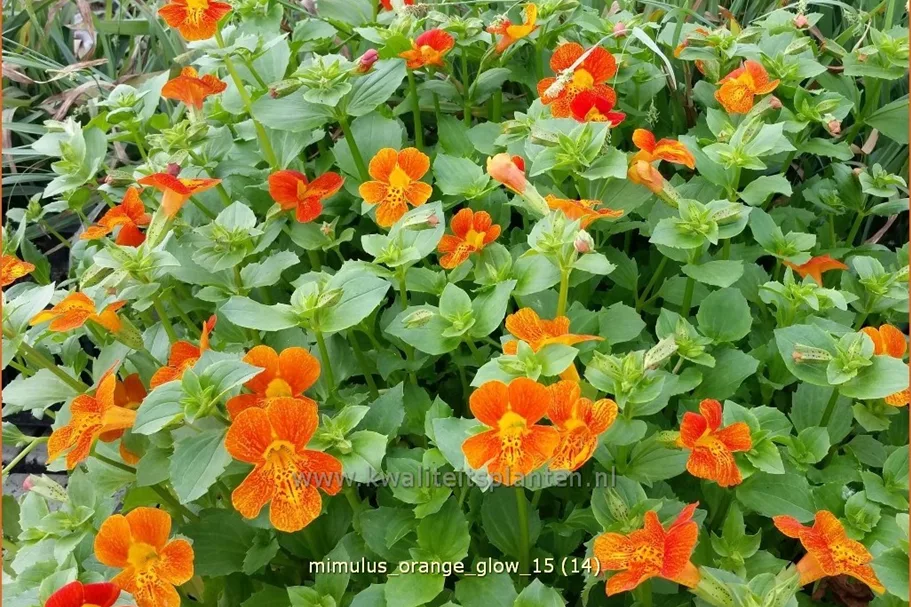Mimulus cupreus 'Orange Glow'