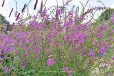 Lythrum virgatum 'Swirl'