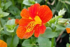 Mimulus cupreus 'Orange Glow'
