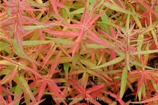 Lythrum virgatum 'Swirl'