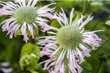 Monarda fistulosa 'Fishes'