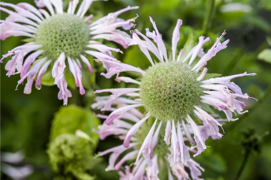 Monarda fistulosa 'Fishes'