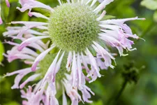 Monarda fistulosa 'Fishes'