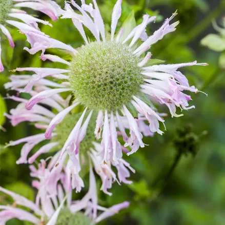 Monarda fistulosa 'Fishes'