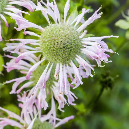 Monarda fistulosa 'Fishes'