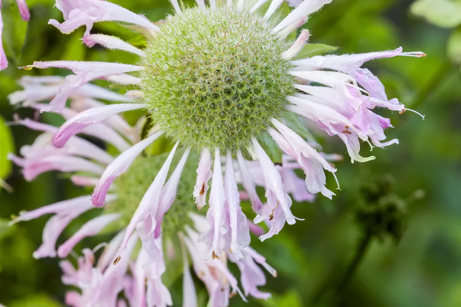 Monarda fistulosa 'Fishes'