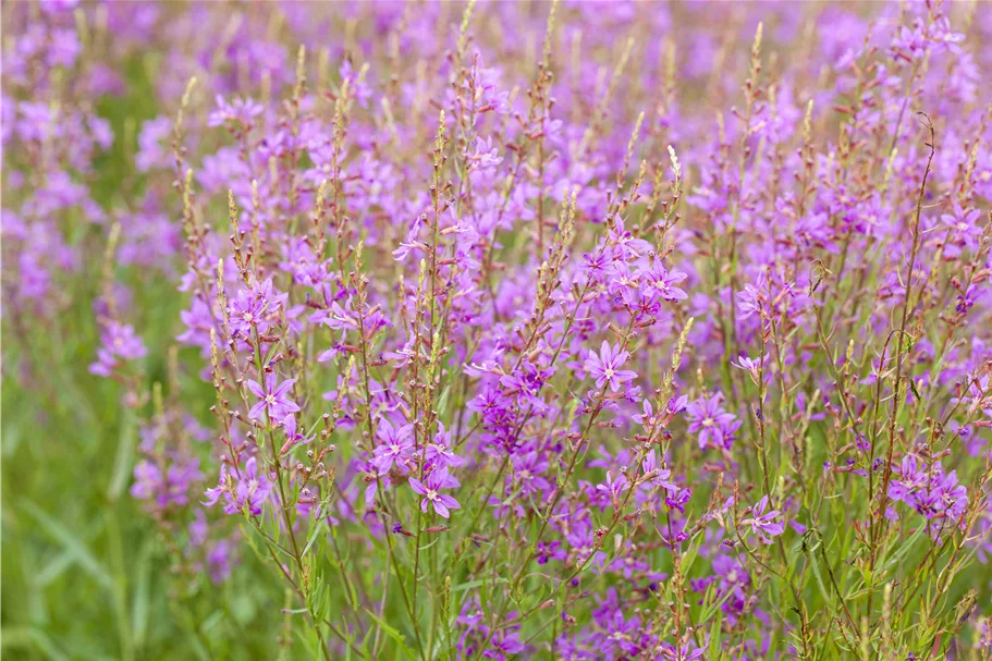 Lythrum virgatum 'Swirl'