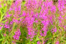 Lythrum virgatum 'Swirl'