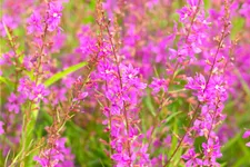 Lythrum virgatum 'Swirl'