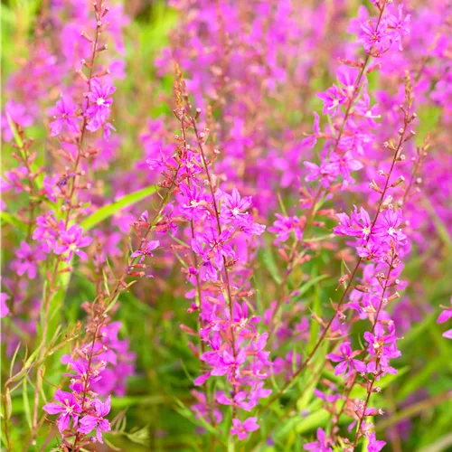 Lythrum virgatum 'Swirl'