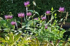 Monarda fistulosa subsp. menthifolia