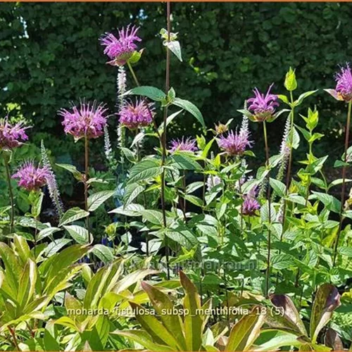 Monarda fistulosa subsp. menthifolia