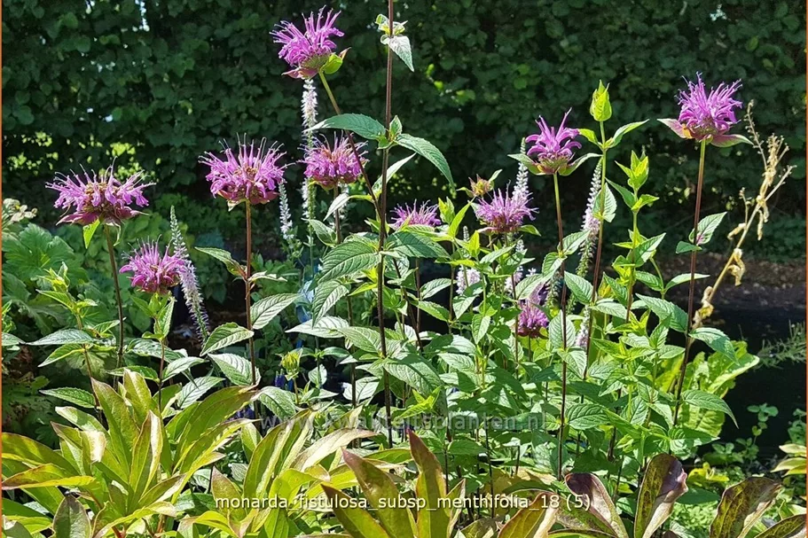 Monarda fistulosa subsp. menthifolia