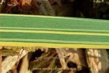 Molinia caerulea 'Carmarthen'