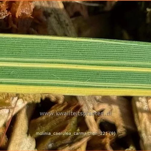 Molinia caerulea 'Carmarthen'