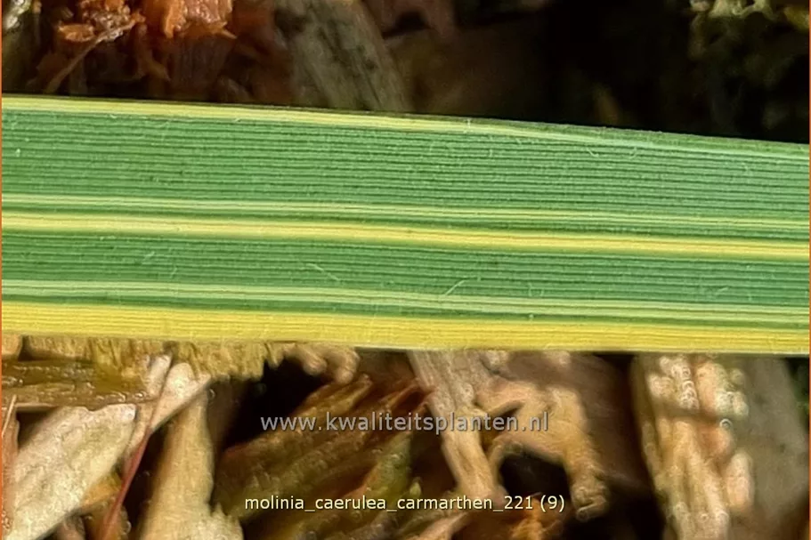 Molinia caerulea 'Carmarthen'