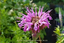 Monarda fistulosa subsp. menthifolia