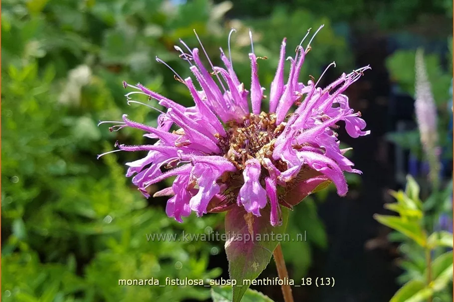 Monarda fistulosa subsp. menthifolia