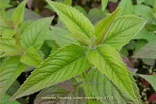 Monarda fistulosa subsp. menthifolia