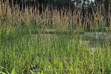 Molinia caerulea 'Carmarthen'
