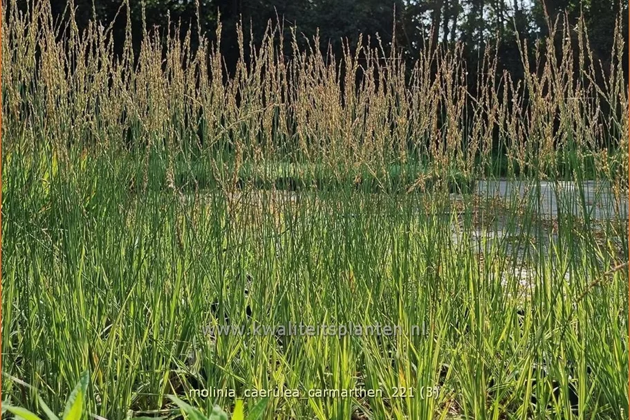 Molinia caerulea 'Carmarthen'